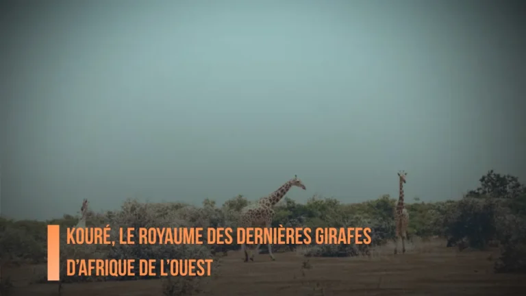 Kouré, le royaume des dernières girafes d&rsquo;Afrique de l&rsquo;Ouest